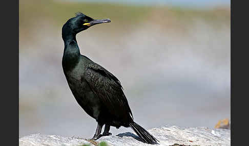 Krähenscharbe (Phalacrocorax aristotelis)