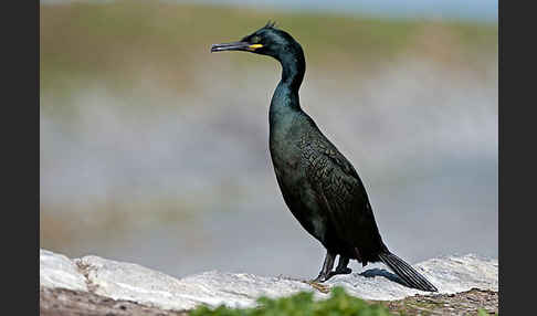 Krähenscharbe (Phalacrocorax aristotelis)