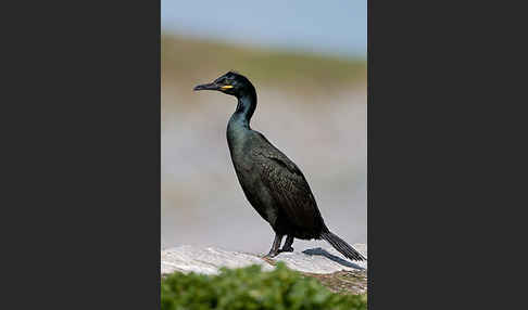 Krähenscharbe (Phalacrocorax aristotelis)