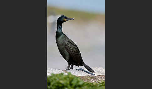 Krähenscharbe (Phalacrocorax aristotelis)