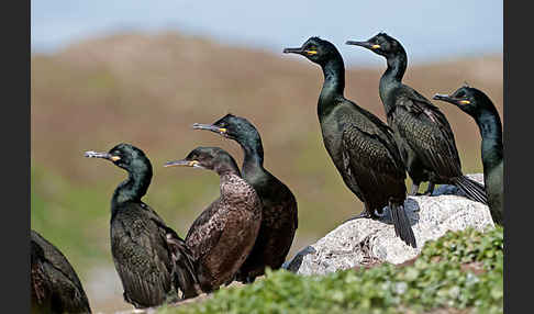 Krähenscharbe (Phalacrocorax aristotelis)