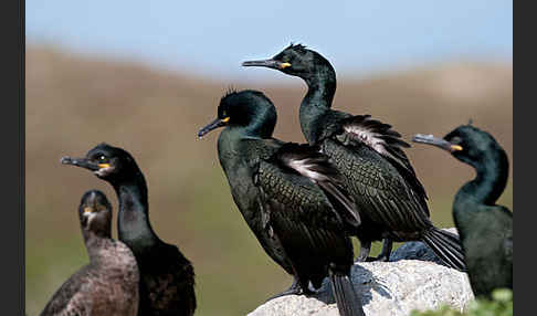 Krähenscharbe (Phalacrocorax aristotelis)