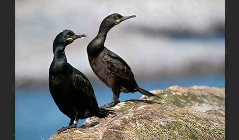 Krähenscharbe (Phalacrocorax aristotelis)