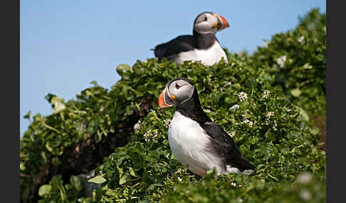 Papageitaucher (Fratercula arctica)