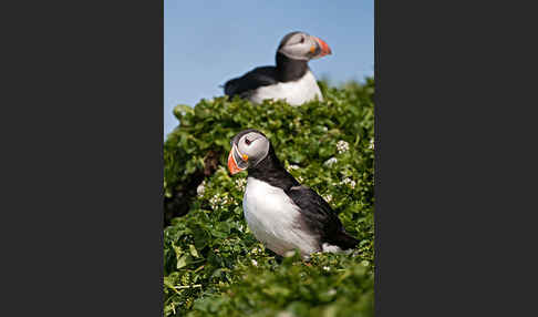 Papageitaucher (Fratercula arctica)