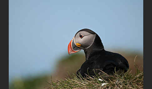 Papageitaucher (Fratercula arctica)