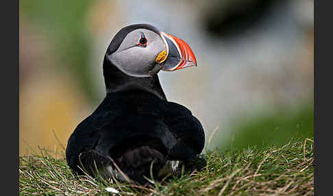 Papageitaucher (Fratercula arctica)