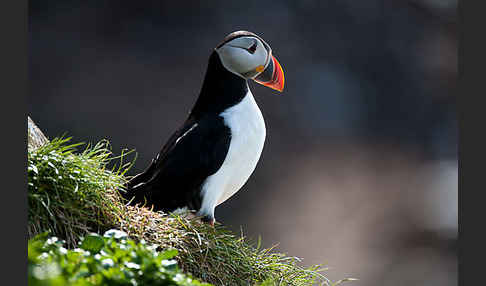 Papageitaucher (Fratercula arctica)