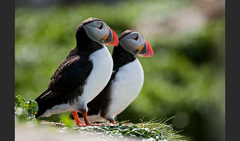 Papageitaucher (Fratercula arctica)