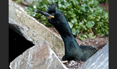 Krähenscharbe (Phalacrocorax aristotelis)