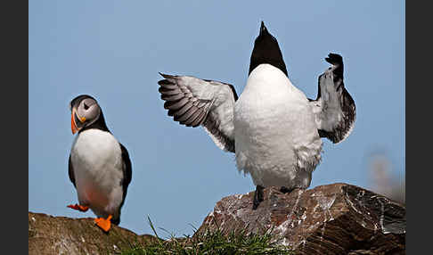 Tordalk (Alca torda)