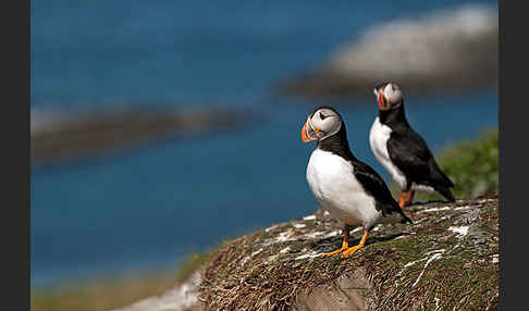 Papageitaucher (Fratercula arctica)