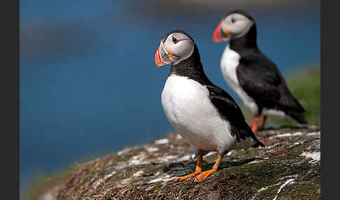 Papageitaucher (Fratercula arctica)