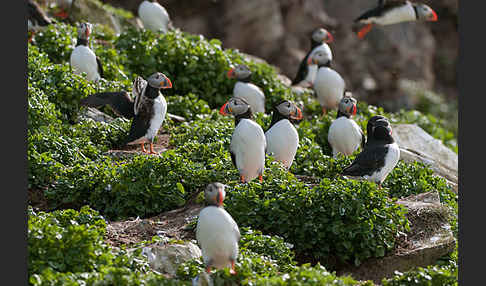 Papageitaucher (Fratercula arctica)