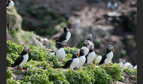 Papageitaucher (Fratercula arctica)