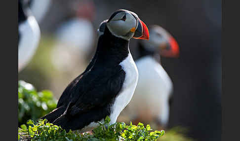 Papageitaucher (Fratercula arctica)