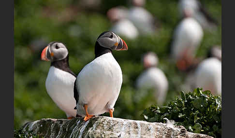 Papageitaucher (Fratercula arctica)