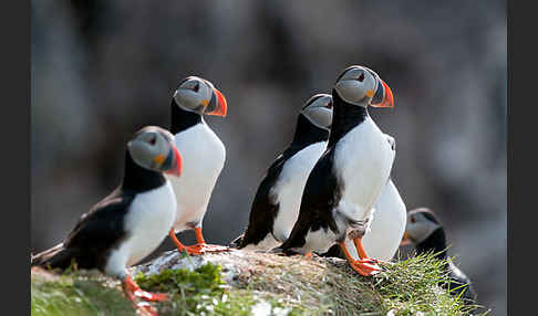 Papageitaucher (Fratercula arctica)