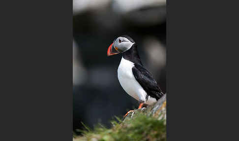 Papageitaucher (Fratercula arctica)