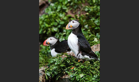 Papageitaucher (Fratercula arctica)