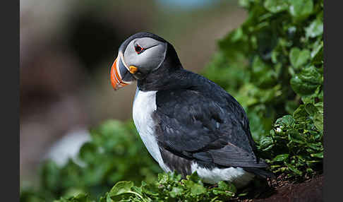 Papageitaucher (Fratercula arctica)