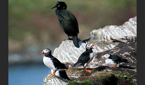 Papageitaucher (Fratercula arctica)