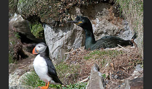 Krähenscharbe (Phalacrocorax aristotelis)