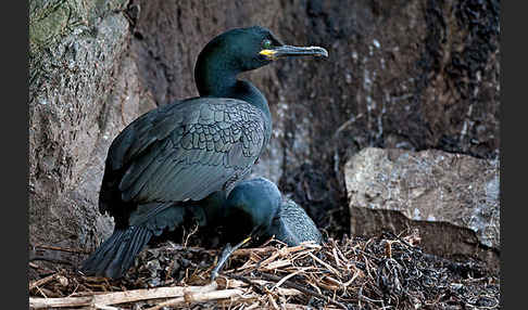 Krähenscharbe (Phalacrocorax aristotelis)