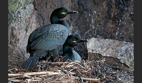 Krähenscharbe (Phalacrocorax aristotelis)