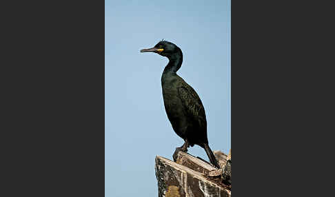 Krähenscharbe (Phalacrocorax aristotelis)