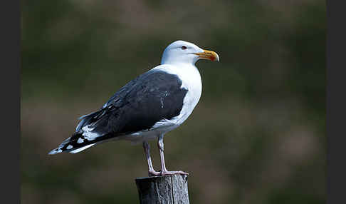 Mantelmöwe (Larus marinus)