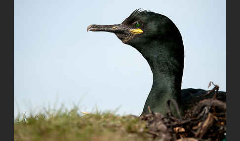 Krähenscharbe (Phalacrocorax aristotelis)