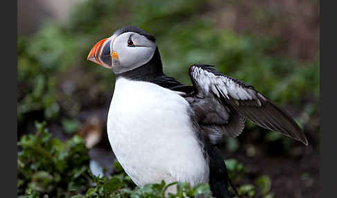 Papageitaucher (Fratercula arctica)