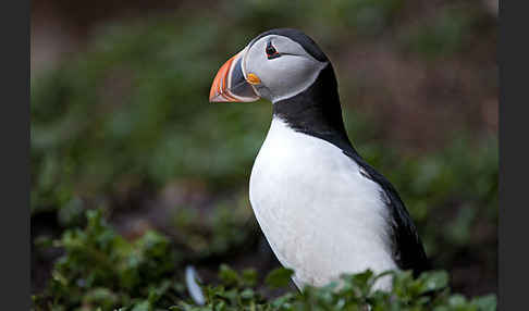 Papageitaucher (Fratercula arctica)