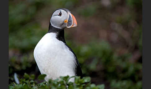 Papageitaucher (Fratercula arctica)