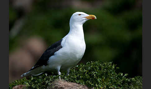 Mantelmöwe (Larus marinus)