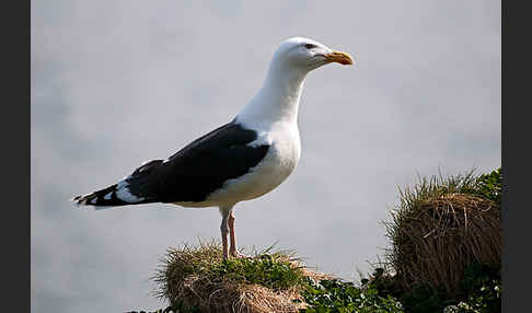 Mantelmöwe (Larus marinus)