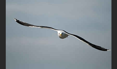 Mantelmöwe (Larus marinus)