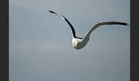 Mantelmöwe (Larus marinus)