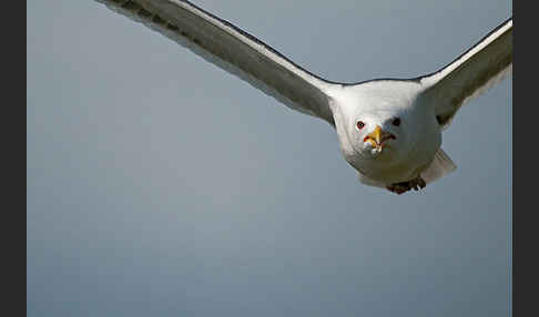 Mantelmöwe (Larus marinus)