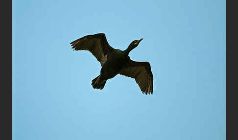 Krähenscharbe (Phalacrocorax aristotelis)