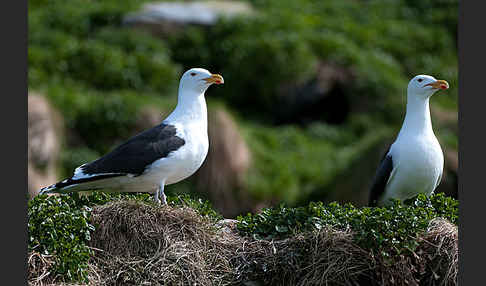 Mantelmöwe (Larus marinus)