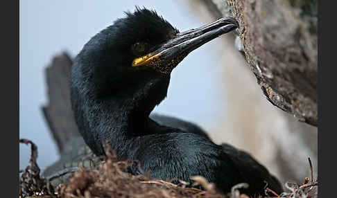 Krähenscharbe (Phalacrocorax aristotelis)