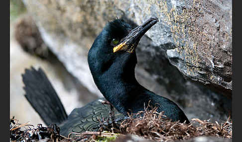 Krähenscharbe (Phalacrocorax aristotelis)