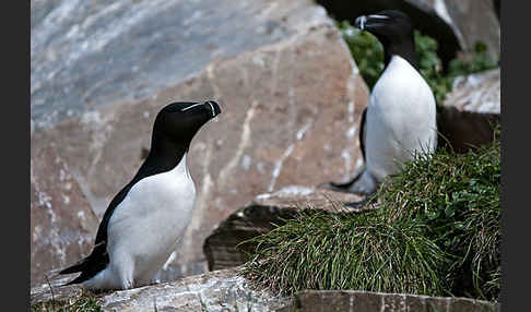 Tordalk (Alca torda)