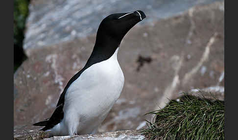 Tordalk (Alca torda)