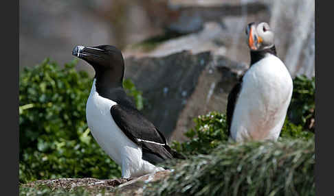 Tordalk (Alca torda)