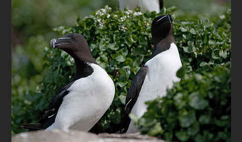 Tordalk (Alca torda)