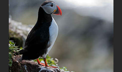 Papageitaucher (Fratercula arctica)