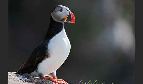 Papageitaucher (Fratercula arctica)